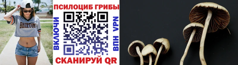 Купить  Миньяр  Галлюциногенные грибы Cubensis 